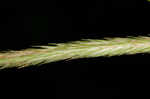 Longhair sedge